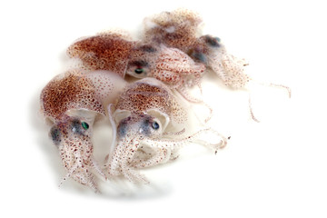Little cuttlefishes