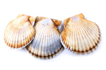 Three scallops