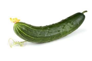 Cucumber and tendril