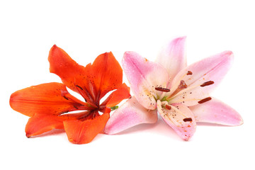 Fototapeta na wymiar Pink and orange lilies