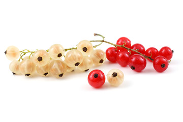 Red and white currant