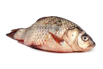 Crucian carp