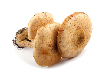 Honey fungus mushrooms