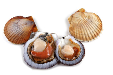 Opened and closed scallops