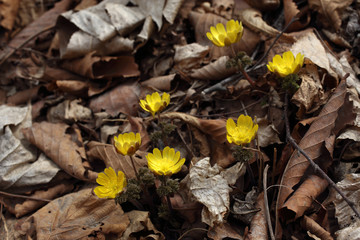Adonis amurensis, Far Eastern snowdrop