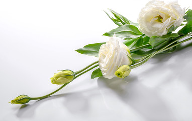 elegant Lisianthus or Eustoma (prairie gentian) flower close-up on white background with copy space for greeting card or wedding invitation