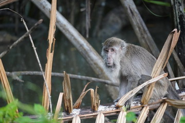 Piraten Makake - pirate monkey