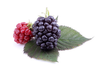 Blackberries on leaf