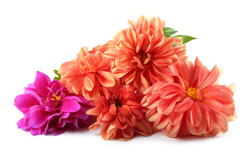 Dahlia flowers