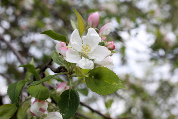 Apple flower and buds