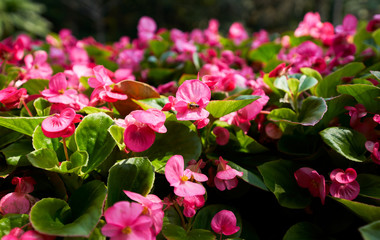 single bee on pink flower garden