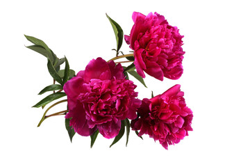 Red peony flowers