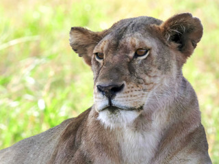 close up portrait clip of a lioness at serengeti np