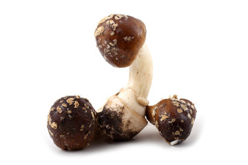 Amanita pantherina. Poison mushroom.