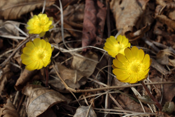 Adonis amurensis, Far Eastern snowdrop