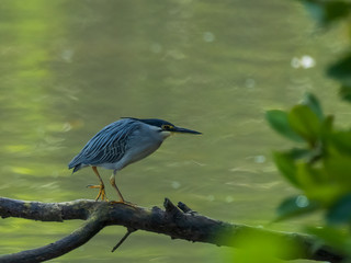 The Striated Heron, also known as Little Heron, is a small squat water bird with short legs, black crown and a small drooping crest. Scientific name is Butorides striata.