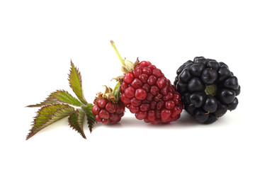 Blackberries