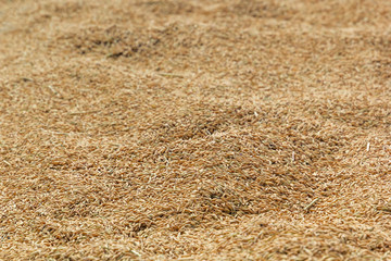 Rice grains are dried outdoors on a sunny day. Background image