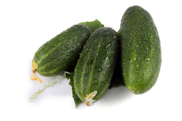 Three cucumbers, leaves and tendril