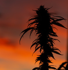 Fototapeta na wymiar Silhouette of a legal CBD buds of marijuana plant with beautiful orange sky during sunset in the background
