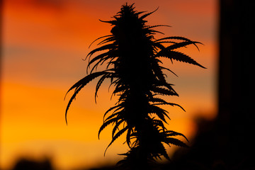 Silhouette of a legal CBD buds of marijuana plant with beautiful orange sky during sunset in the background