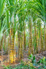 fresh organic sugarcane in garden