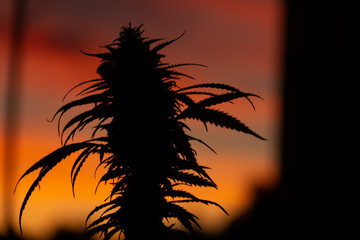 Silhouette of a legal CBD buds of marijuana plant with beautiful orange sky during sunset in the background