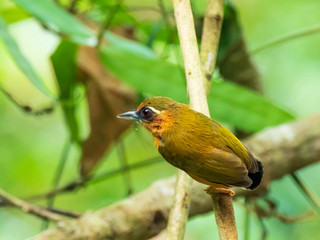 The White-browed Piculet is a tiny rusty orange colored woodpecker with an olive-green crown and wings and a small but bright white eyebrow. Scientific name is Sasia ochracea.