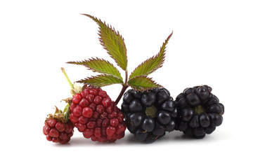 Blackberries and leaf