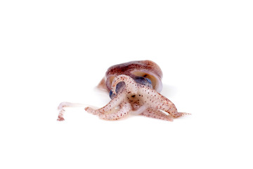 Little cuttlefish