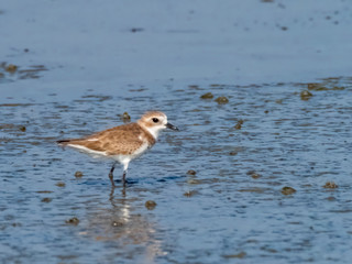 The Lesser Sand Plover is a small shorebird with a gray back and white underparts. Its scientific name is Charadrius mongolus.
