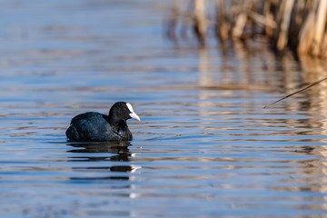 Eurasian coot (Fulica atra, Fulica prior) swimming in a lake