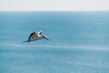 Northern Gannet (Morus bassanus) flying high in the sky above the sea