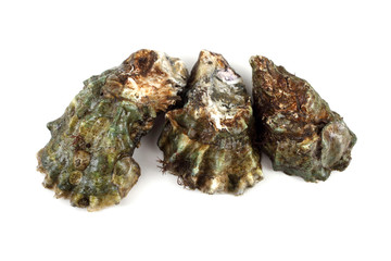 Oysters