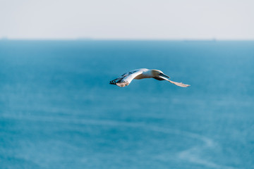 Northern Gannet (Morus bassanus) flying high in the sky above the sea