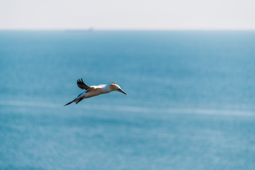 Fototapeta na wymiar Northern Gannet (Morus bassanus) flying high in the sky above the sea