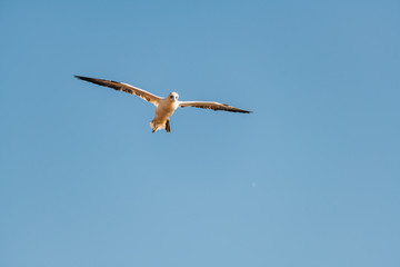Northern Gannet (Morus bassanus) flying high in the sky above the sea