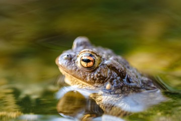 Common toad (Bufo bufo,) in a stream, only the head and eyes are visible above the surface