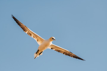 Northern Gannet (Morus bassanus) flying high in the sky above the sea