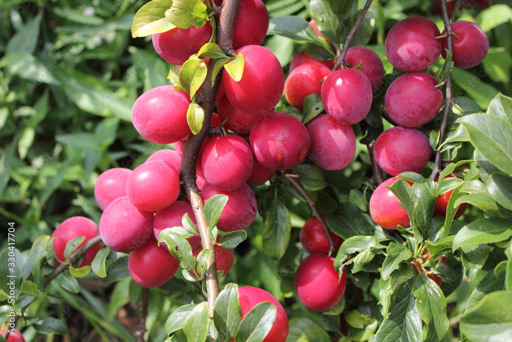 Poster Red plums on tree