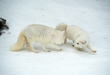 Obraz na płótnie Canvas Arctic Fox in winter snow