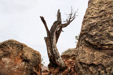 tree on rock