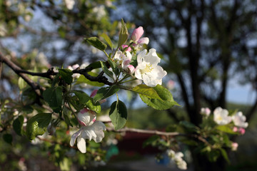 Apple flower and buds