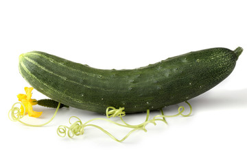 Cucumber, flower and tendrils