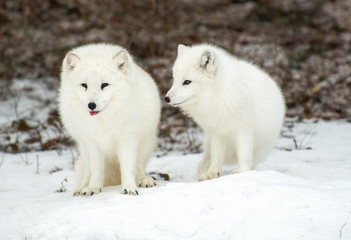 Obraz premium Arctic Fox in winter snow