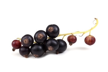 Cluster of black currant