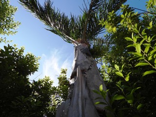 Palm tree in garden 