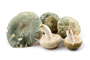 Green russule mushrooms