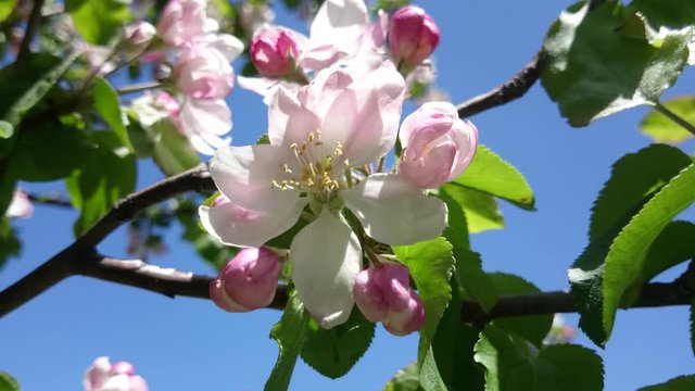 Spring flowers of apple tree on a background of blue sky. Flowers in the wind. Spring and nature