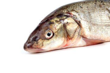 Rudd fish